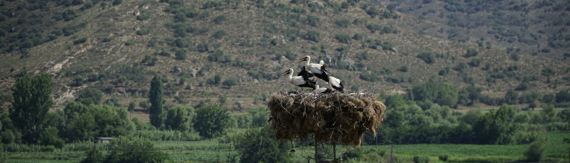 New Nest for Storks
