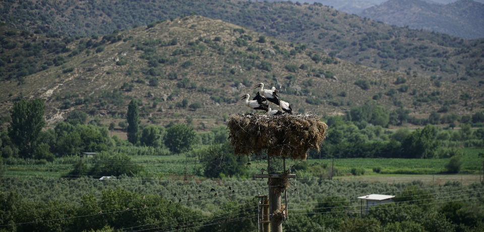 New Nest for Storks Project is 10 years old, Being nest for 13 thousand storks